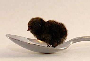 Rank 5 quail