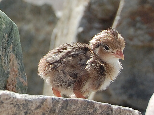 Rank 4 quail