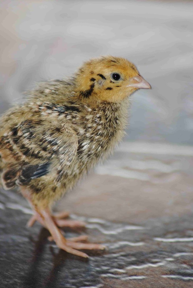 Quail option 2