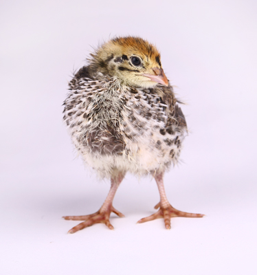 Quail option 1