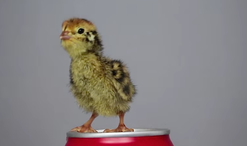 Rank 1 quail