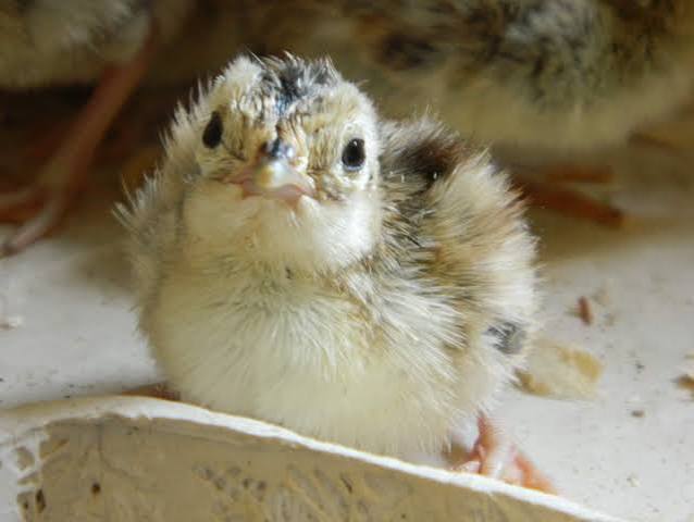 Quail option 2