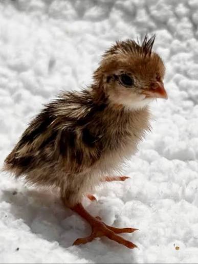 Rank 2 quail
